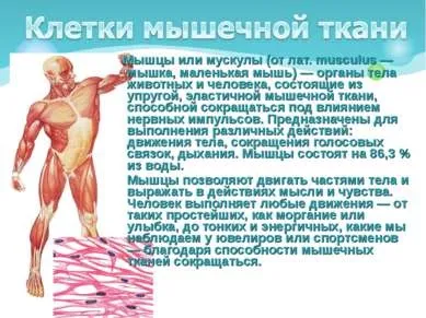Презентація - як влаштований організм людини - завантажити безкоштовно (людини) Презентація - як влаштований організм людини - скачати безкоштовно