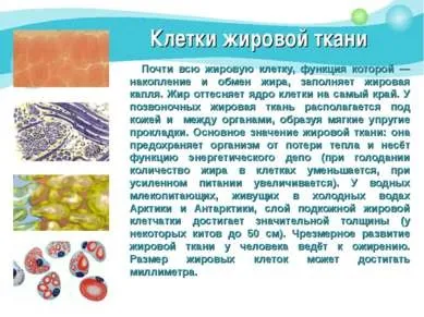 Презентація - як влаштований організм людини - скачати безкоштовно