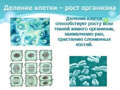 Презентація - як влаштований організм людини - скачати безкоштовно