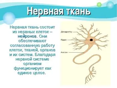 Презентація - як влаштований організм людини - скачати безкоштовно