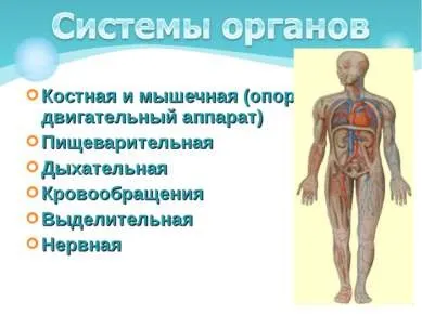 Презентація - як влаштований організм людини - скачати безкоштовно
