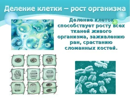 Презентація по темі як влаштований організм людини (темі) Презентація по темі як влаштований організм людини