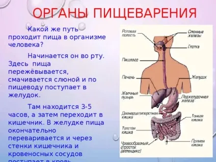 Презентація - як влаштована людина - фізкультура, презентації