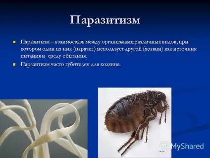 Презентація на тему організм як середовище існування біологія (організм) Презентація на тему організм як середовище існування біологія