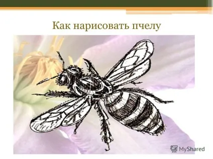 Презентація на тему поетапне малювання комах (поетапне) Презентація на тему поетапне малювання комах