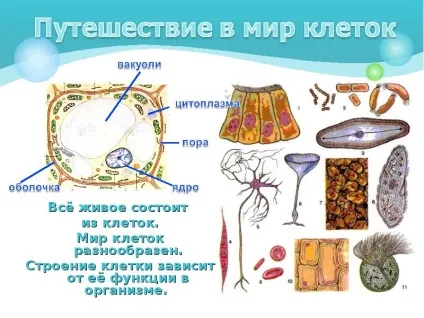 Презентація по темі як влаштований організм людини (презентація безкоштовно) Презентація по темі як влаштований організм людини