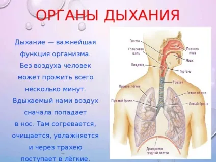 Презентація - як влаштована людина - фізкультура, презентації
