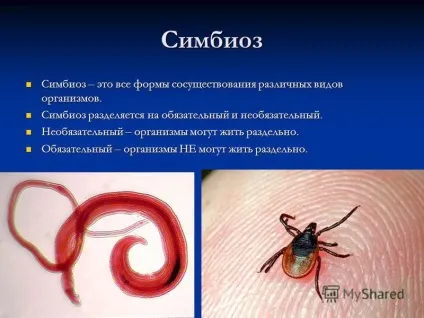 Презентація на тему організм як середовище існування біологія (проживання) Презентація на тему організм як середовище існування біологія