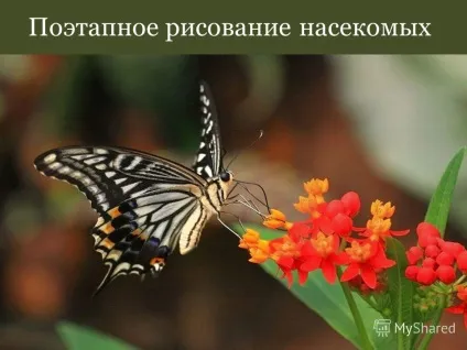 Презентація на тему поетапне малювання комах (поетапне) Презентація на тему поетапне малювання комах