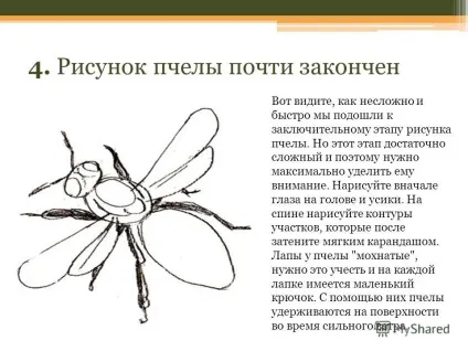 Презентація на тему поетапне малювання комах (Заключний етап малюнка) Презентація на тему поетапне малювання комах
