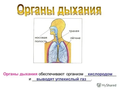 Презентація на тему як влаштований організм людини (відновлюють витрачені сили) Презентація на тему як влаштований організм людини