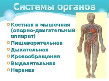 Презентація по темі як влаштований організм людини (людини) Презентація по темі як влаштований організм людини