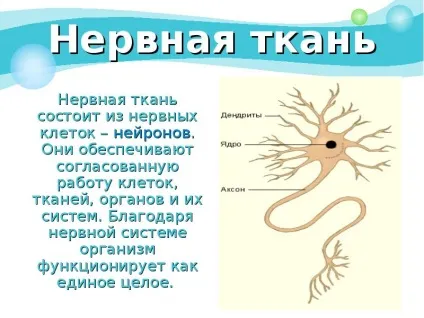 Презентація по темі як влаштований організм людини (презентація на тему) Презентація по темі як влаштований організм людини