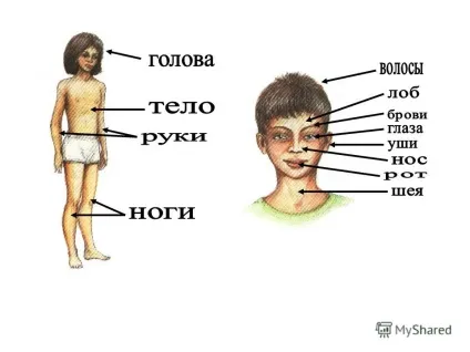 Презентація на тему як влаштований організм людини (витрачені сили Органи) Презентація на тему як влаштований організм людини