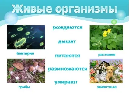 Презентація по темі як влаштований організм людини (темі) Презентація по темі як влаштований організм людини