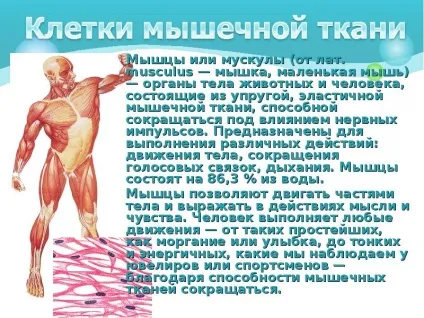 Презентація по темі як влаштований організм людини (презентації слайді бачите) Презентація по темі як влаштований організм людини