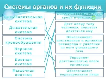 Презентація по темі як влаштований організм людини (влаштований) Презентація по темі як влаштований організм людини