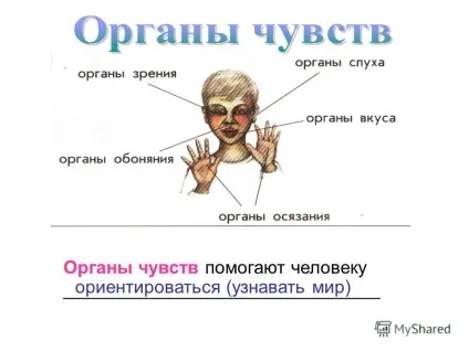 Презентація на тему як влаштований організм людини (влаштований) Презентація на тему як влаштований організм людини