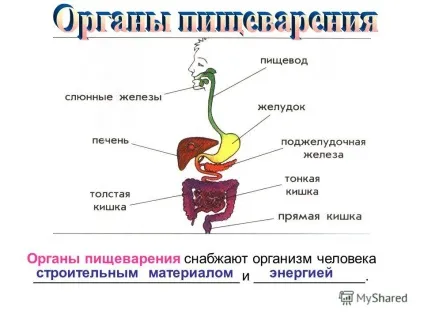 Презентація на тему як влаштований організм людини (організм) Презентація на тему як влаштований організм людини