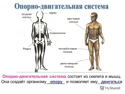 Презентація на тему як влаштований організм людини (відновлюють витрачені сили) Презентація на тему як влаштований організм людини