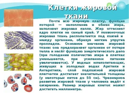 Презентація по темі як влаштований організм людини (людини) Презентація по темі як влаштований організм людини