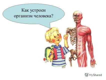 Презентація на тему як влаштований організм людини (як влаштований організм людини?) Презентація на тему як влаштований організм людини