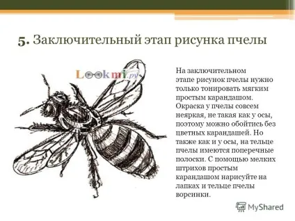 Презентація на тему поетапне малювання комах (м'яким простим олівцем) Презентація на тему поетапне малювання комах