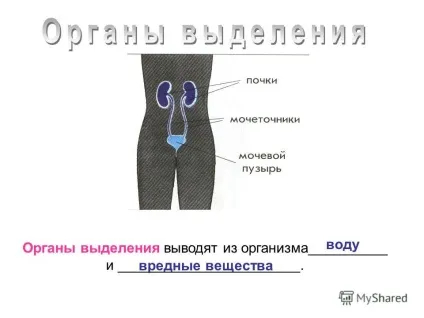 Презентація на тему як влаштований організм людини (відновлюють витрачені сили) Презентація на тему як влаштований організм людини