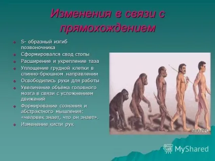 Презентація на тему історичне становлення людини як виду