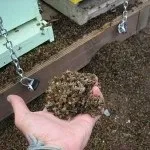 Причини масової загибелі бджіл під час зимівлі відео (масової) Причини масової загибелі бджіл під час зимівлі відео