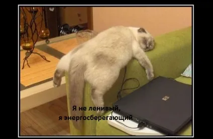 Приколи про кішок і котів, відео, фото (котів) Приколи про кішок і котів, відео, фото