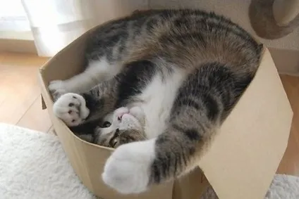 Приколи про кішок і котів, відео, фото (котів) Приколи про кішок і котів, відео, фото