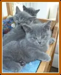 Щеплення британським і шотландським висловухих кошенят (кошенятам щеплення британським) Щеплення британським і шотландським висловухих кошенят