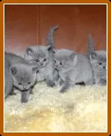Щеплення британським і шотландським висловухих кошенят (кошенятам щеплення британським) Щеплення британським і шотландським висловухих кошенят