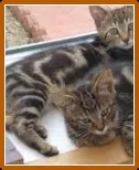 Щеплення британським і шотландським висловухих кошенят (британським) Щеплення британським і шотландським висловухих кошенят