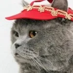 Привчаємо кішку до повідця