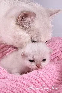 Щеплення британцям до року