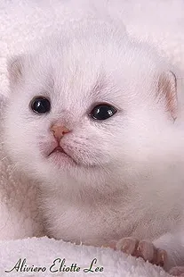 Щеплення британцям до року