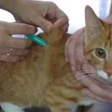 Щеплення британським і шотландським висловухих кошенят (щеплення) Щеплення британським і шотландським висловухих кошенят