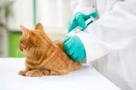 Щеплення британським і шотландським висловухих кошенят (шотландським) Щеплення британським і шотландським висловухих кошенят
