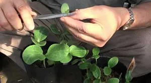 Щеплення кавуна на гарбуз відео як прищепити, відгуки, сорт гарбуза лагенарії для щеплень кавунів, (прищепити) Щеплення кавуна на гарбуз відео як прищепити, відгуки, сорт гарбуза лагенарії для щеплень кавунів,