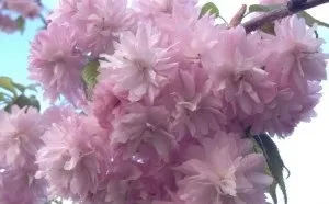 Напад стенокардії, методи лікування захворювань (стенокардії) Напад стенокардії, методи лікування захворювань