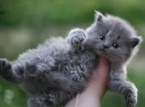Щеплення британцям до року
