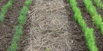Пристосування для видалення бур'янів з корінням, як позбутися від бур'янів за допомогою інструменту (пристосування для видалення бур'янів) Пристосування для видалення бур'янів з корінням, як позбутися від бур'янів за допомогою інструменту