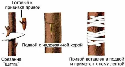 Щеплення технології, сумісність - сади сибіру