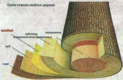 Щеплення технології, сумісність - сади сибіру