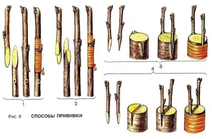Щеплення технології, сумісність - сади сибіру