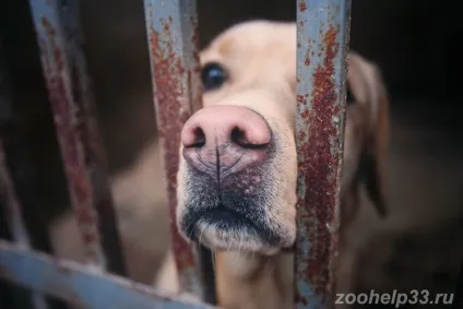 Притулки для тварин