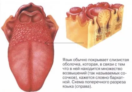 Прищі на мові ближче до горла червоні, білі, білястого відтінку, причини (прищі) Прищі на мові ближче до горла червоні, білі, білястого відтінку, причини