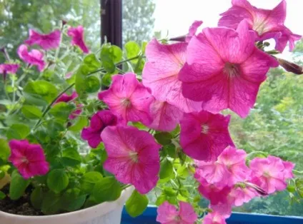 Прищипування петуній рекомендації досвідчених квітникарів